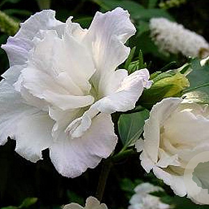 Hibiscus syr. 'Admiral Dewey' 40-50 cm 5,0L