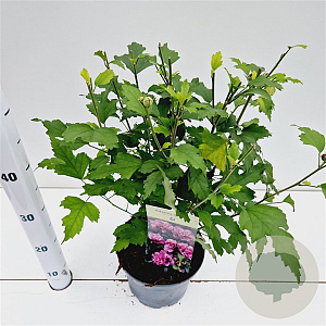 Hibiscus syr. 'Duc de Brabant' 40-50 cm 3,0L