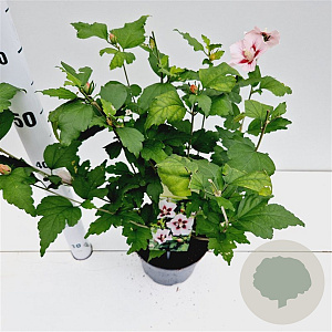 Hibiscus syr. 'Hamabo' 40-50 cm 3,0L