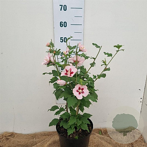 Hibiscus syr. 'Hamabo' 40-60 cm 5,0L