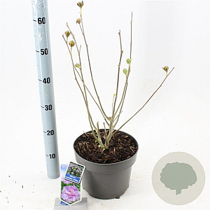 Hibiscus syr. Lavender Chiffon 60-70 cm 5,0L