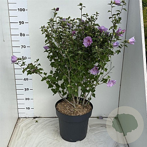 Hibiscus syr. Lavender Chiffon 80-100 cm 12L