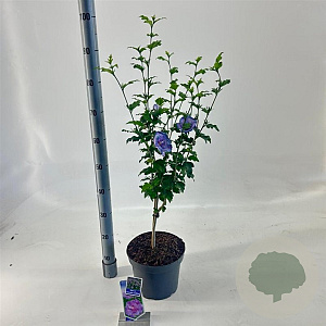 Hibiscus syr. Lavender Chiffon 25 cm stam 5,0L