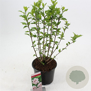 Hibiscus syr. 'Leopoldii' 40-50 cm 3,0L