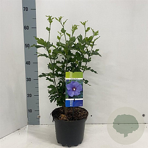 Hibiscus syr. 'Oiseau Bleu' 40-50 cm 3,0L