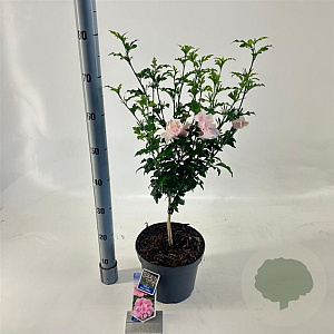 Hibiscus syr. Pink Chiffon 25 cm stam 5,0L