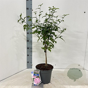 Hibiscus syr. Pink Chiffon 25 cm stam 5,0L