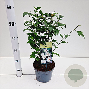 Hibiscus syr. 'Speciosus' 40-50 cm 3,0L