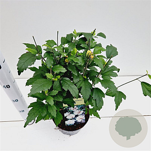 Hibiscus syr. 'Speciosus' 40-50 cm 3,0L