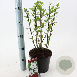 Hibiscus syr. 'Speciosus' 40-50 cm 3,0L