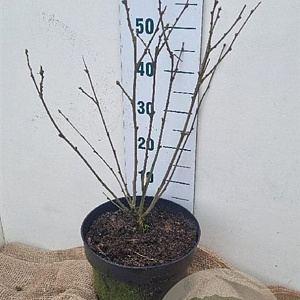 Hibiscus syr. Starburst Chiffon 40-60 cm 10L