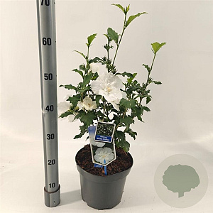Hibiscus syr. White Chiffon 60-70 cm 5,0L