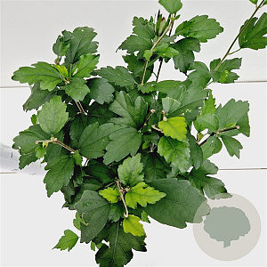 Hibiscus syr. 'Woodbridge' 40-50 cm 3,0L