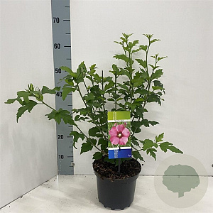 Hibiscus syr. 'Woodbridge' 40-50 cm 3,0L