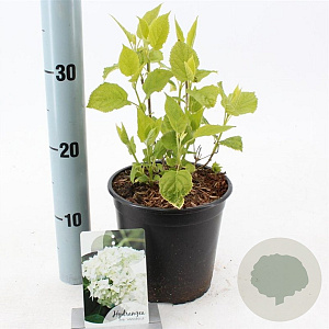 Hydrangea a. 'Annabelle' 20-25 cm 2,0L
