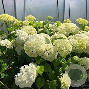 Hydrangea a. 'Annabelle' 25-30 cm 2,5L