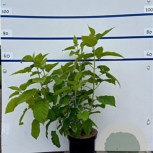 Hydrangea a. 'Annabelle' 60-80 cm 7,5L