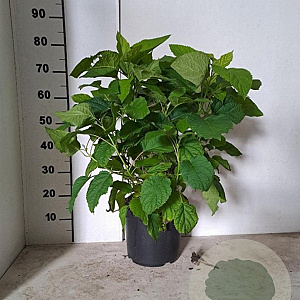 Hydrangea a. 'Annabelle' 60-80 cm 7,5L