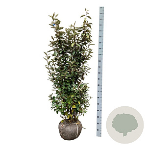 Elaeagnus ebb. 'Compacta' 125-150 cm met kluit