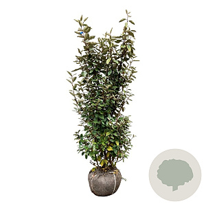 Elaeagnus ebb. 'Compacta' 125-150 cm met kluit