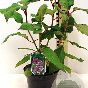 Hydrangea asp. 'Macrophylla' 30-40 cm 3,0L