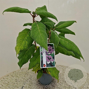 Hydrangea asp. 'Macrophylla' 40-45 cm 2,5L