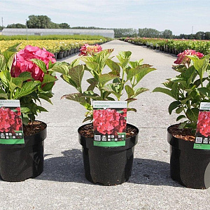 Hydrangea m. 'Alpenglühen' 25-30 cm 3,5L