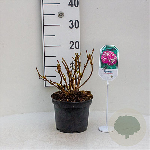 Hydrangea m. 'Alpenglühen' 25-30 cm 3,5L