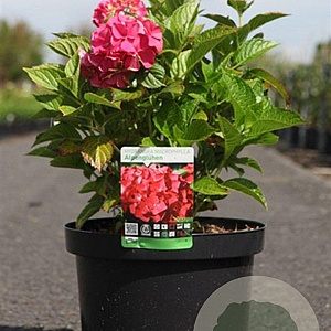 Hydrangea m. 'Alpenglühen' 40-50 cm 10L