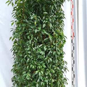 Prunus l. 'Angustifolia' 200-225 cm draadkluit extra