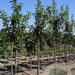 Prunus ser. 'Sunset Boulevard' 12-14 HO draadkluit