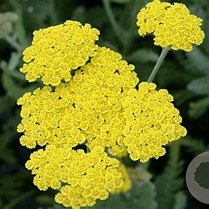 Achillea 'Helios' GM P9