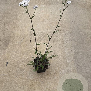 Achillea m. 'White Beauty' GM P9