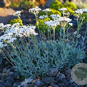 Achillea umbellata GM P9