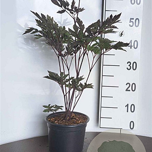 Actaea simp. 'Brunette' GM 2,0L