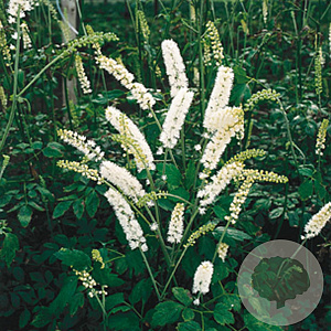Actaea simp. 'White Pearl' GM P9