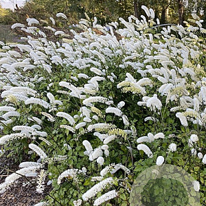 Actaea simp. 'White Pearl' GM 2,0L
