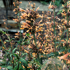 Agastache barberi 'Tangerine Dream' GM P9