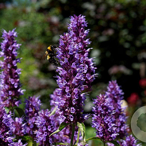 Agastache Beelicious Purple GM P9