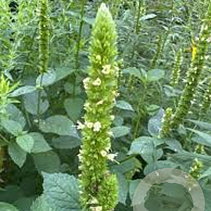 Agastache nepetoides GM P9