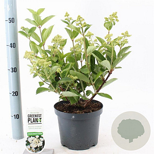 Hydrangea pan. 'Dharuma' 25-30 cm 3,0L