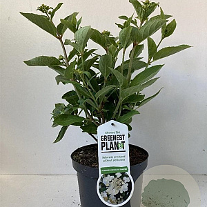 Hydrangea pan. 'Dharuma' 25-30 cm 3,0L