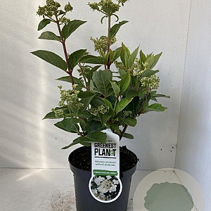 Hydrangea pan. 'Dharuma' 25-30 cm 3,0L