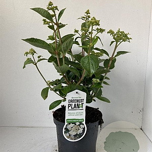 Hydrangea pan. 'Dharuma' 25-30 cm 3,0L