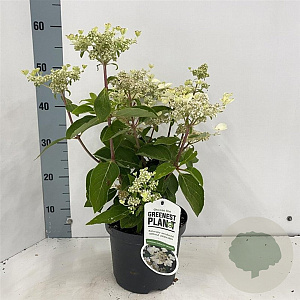 Hydrangea pan. 'Dharuma' 25-30 cm 3,0L