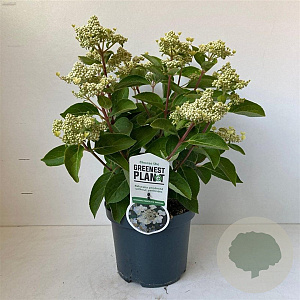 Hydrangea pan. 'Dharuma' 30-40 cm 3,5L