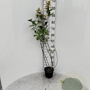 Hydrangea pan. 'Grandiflora' 60-80 cm 2,0L