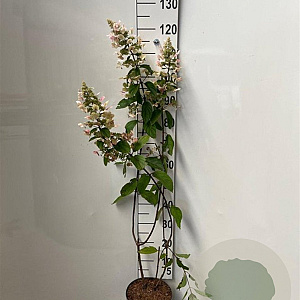 Hydrangea pan. 'Grandiflora' 80-100 cm 5,0L