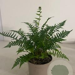 Dryopteris affinis GM 2,0L