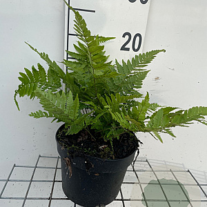 Dryopteris erythrosora prolifica GM 2,0L
